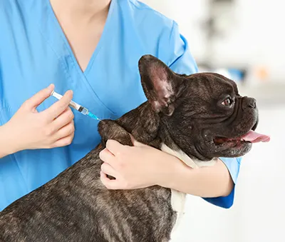 La vaccination de votre chien